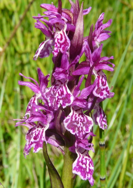 Nigritella, Dactylorhiza perverseemaltempo! Dolomiti luglio 2014.